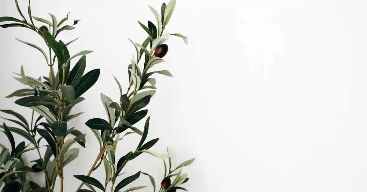 8 Numara Saç Boyası Nedir, Kullanım ve Renk Seçenekleri Hakkında Detaylı Rehber