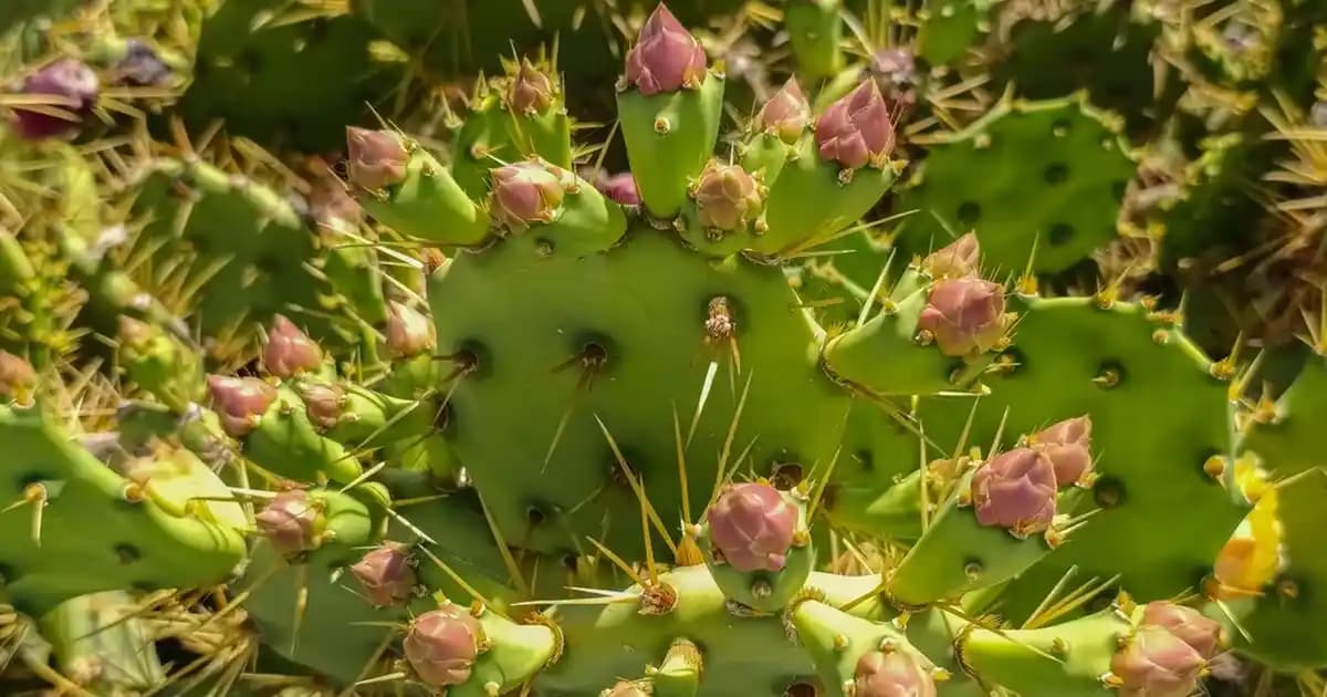 2025'te Magnezyumun Cilt Bakımında Yaratacağı Devrim: Doğal Güzelliğin Sırrı