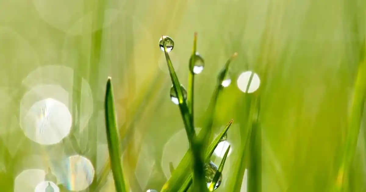 Saç Rengini Koruyan ve Canlandıran Mor Şampuanlar Hakkında Kapsamlı Rehber