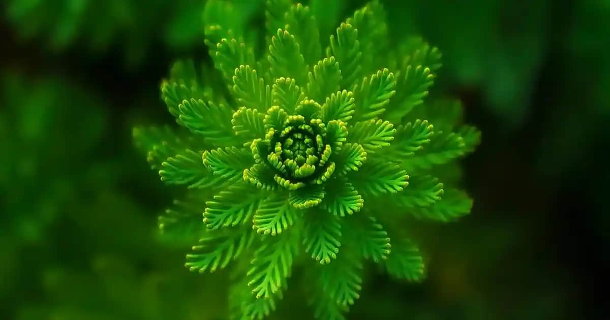 80 Yaş Üstü Bireyler İçin Vitamin Takviyeleri ve Cilt Sağlığını Destekleyen Öneriler