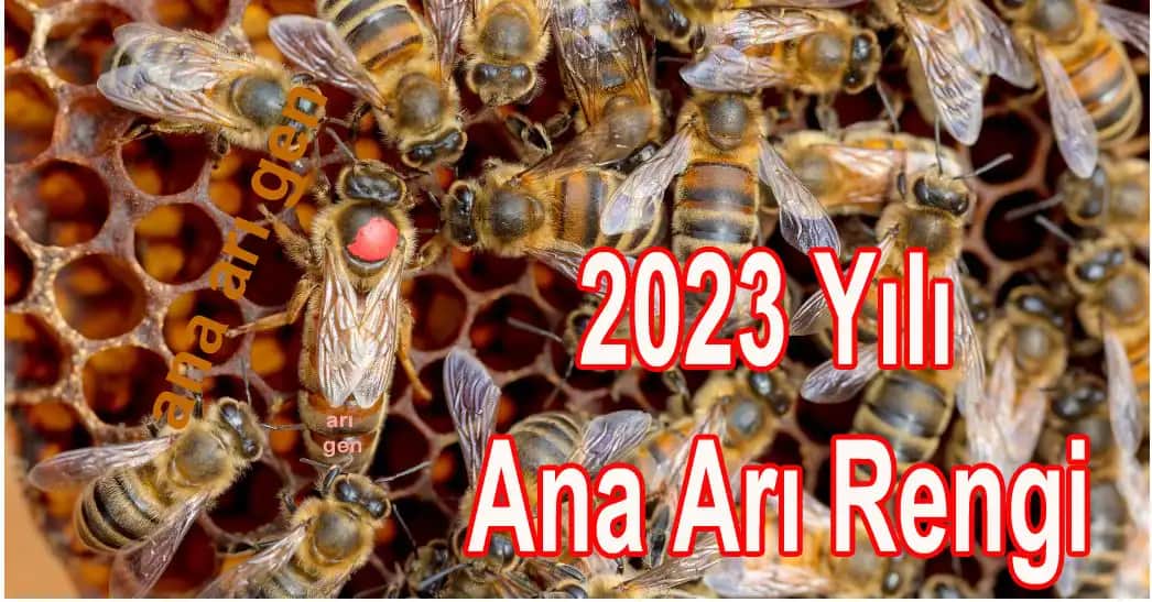 Arı Rengi Nedir ve Kozmetik Sektöründe Doğanın Güzellik Sırları