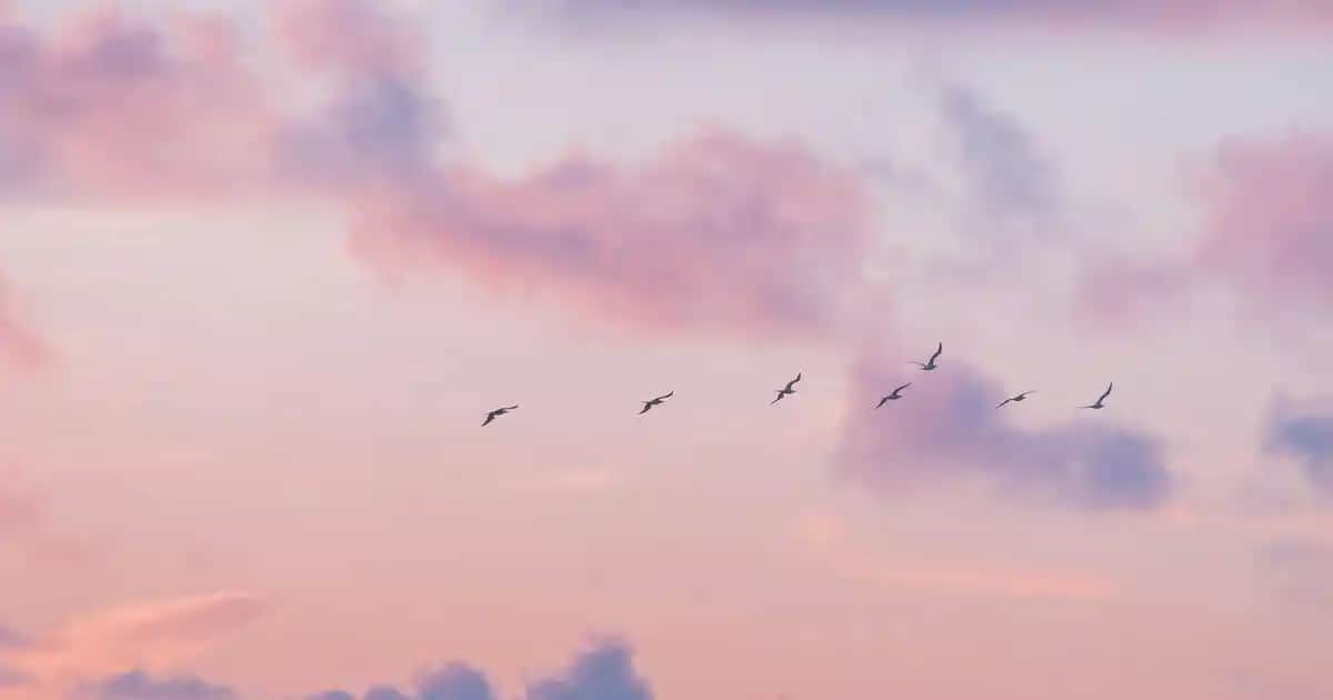 Bim BB Krem ile Doğal Cilt Bakımı ve Güncel Trendler Hakkında Detaylı Bilgi