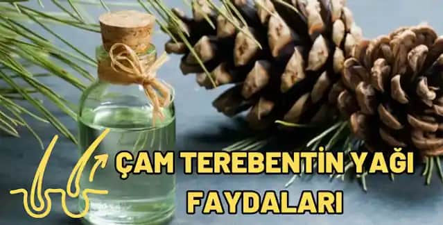 Cam Terebenti Yağının Saç Sağlığına Faydaları ve Doğal Kullanım Yöntemleri