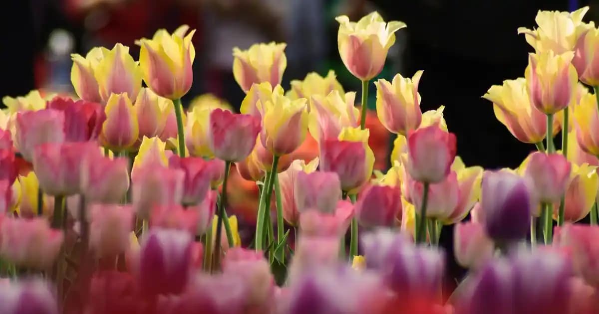 Çene Bölgesinde Sivilce Nasıl Geçer Güncel ve Güvenilir Yöntemlerle Açıklamalar