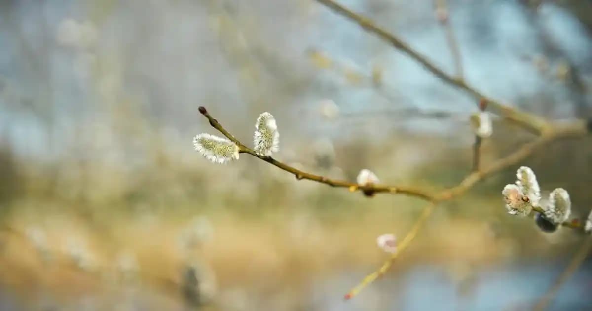Ciltte Alerji Çeşitleri ve Belirtileri: Korunma Yolları ve Tedavi Yöntemleri