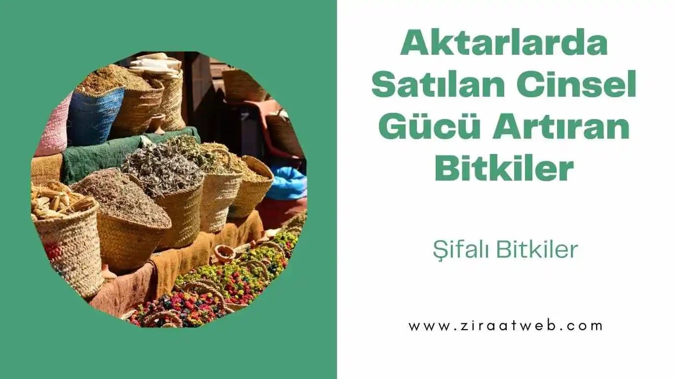 Cinsel Gücü Artıran Jeller ve Doğal İçeriklerle İlişki Kalitesini Yükseltme