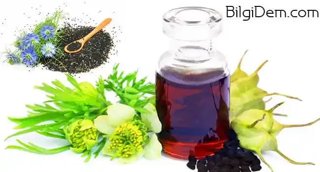 Çörek Otu Yağı: Faydaları, Kullanım Alanları ve Olası Yan Etkileri Hakkında Kapsamlı Bilgi