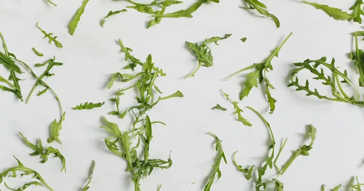 En İyi Numaralı Lens Markası Seçiminde Dikkat Edilmesi Gerekenler ve Güvenilir Markalar