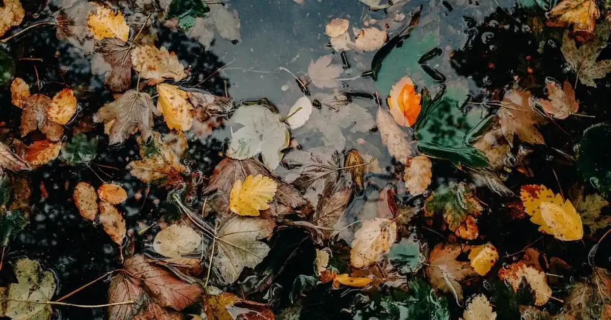 En Saf C Serumu Seçimi ve Cilt Sağlığını Destekleyen Bilgiler