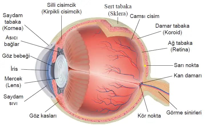 Göz Şişliğine Karşı Etkili Çözümler ve Göz Bakım Ürünleri Rehberi