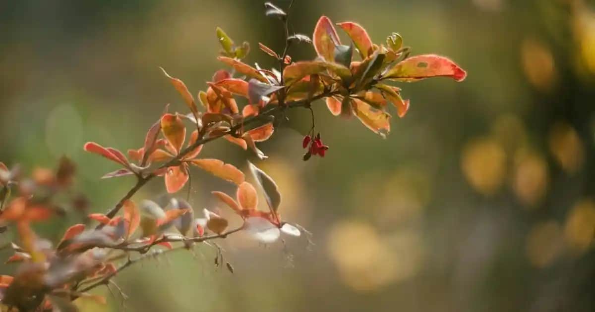 Japon Cilt Bakım Ürünleri: Doğal İçeriklerle Modern Teknolojilerin Buluşması