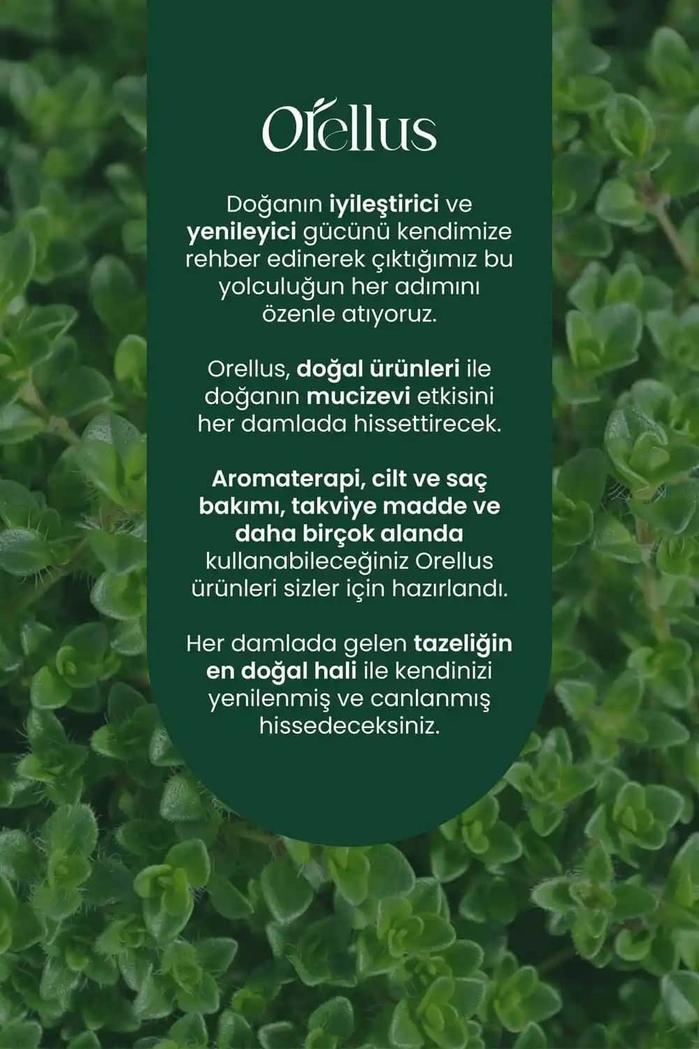 Kekik Yağı ve Cilt Bakımı: Güvenli mi Yoksa Riskli mi