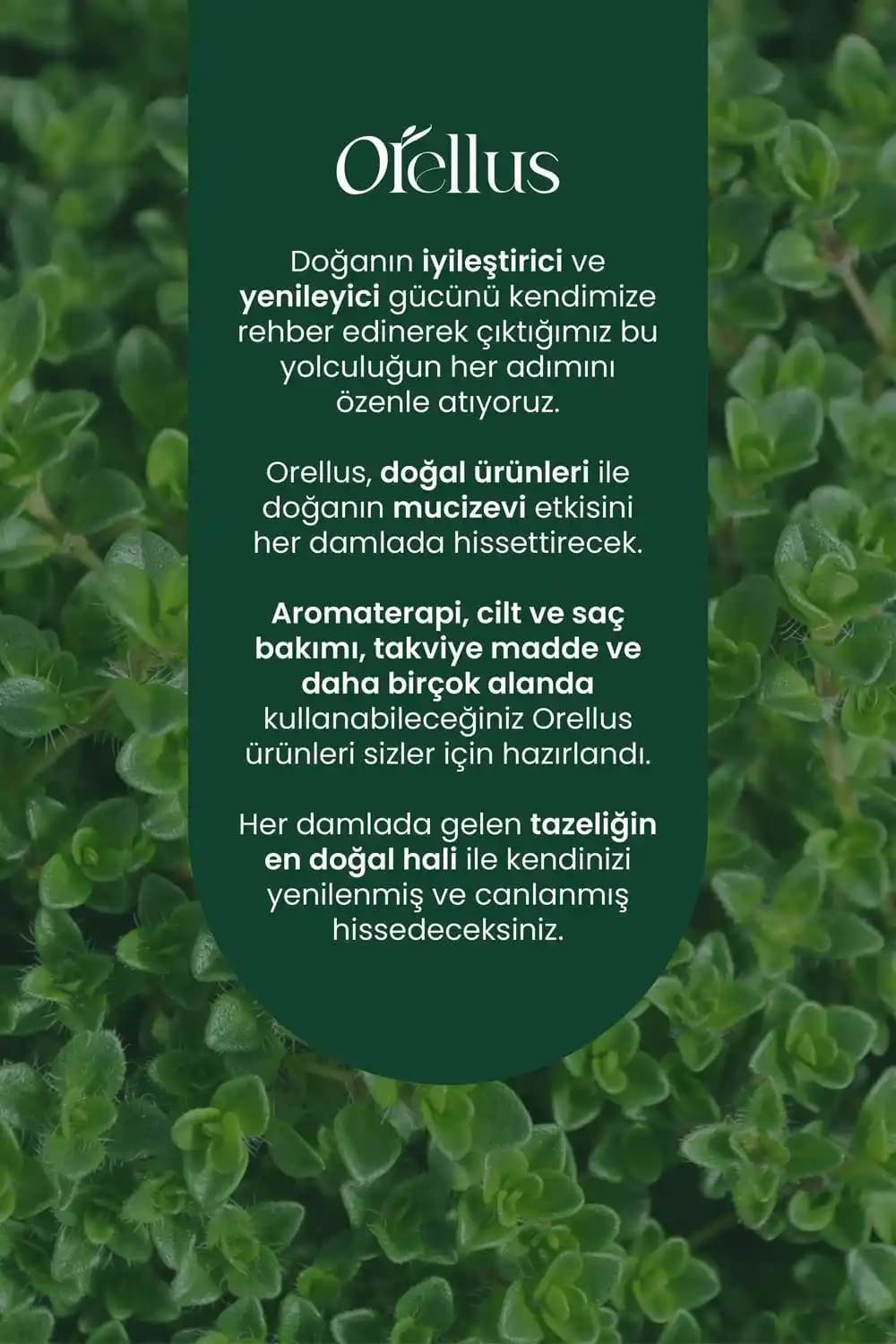 Kekik Yağı ve Cilt Bakımı: Güvenli mi Yoksa Riskli mi