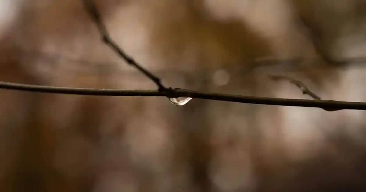 Kokos Yağı: Doğal Güzellik ve Sağlık İçin En Etkili Bileşenler