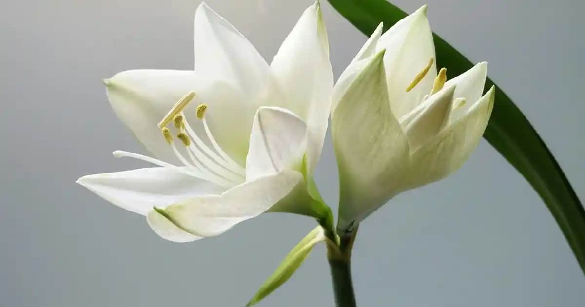 Koton Erkek Parfümleri ve Doğru Seçim İpuçlarıyla Tarzınızı Yansıtın