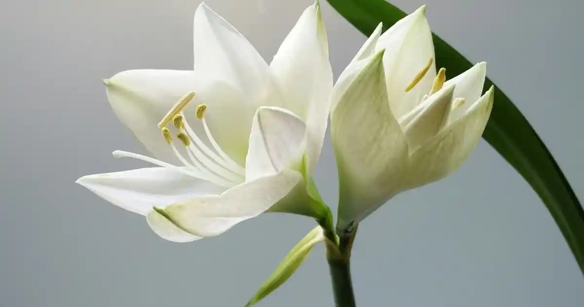 Koton Erkek Parfümleri ve Doğru Seçim İpuçlarıyla Tarzınızı Yansıtın