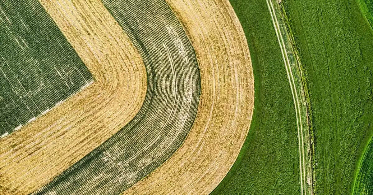 Kuru Naneden Nane Yağı Yapımı ve Kozmetik Sektöründeki Kullanım Alanları