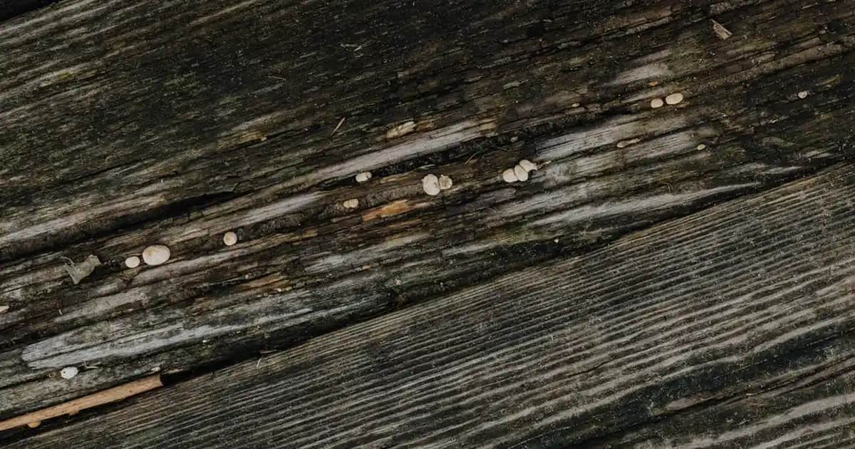 La Vie Est Belle Parfümü: Fransız Zarafetini Yansıtan Kadınlar İçin İkonik Koku