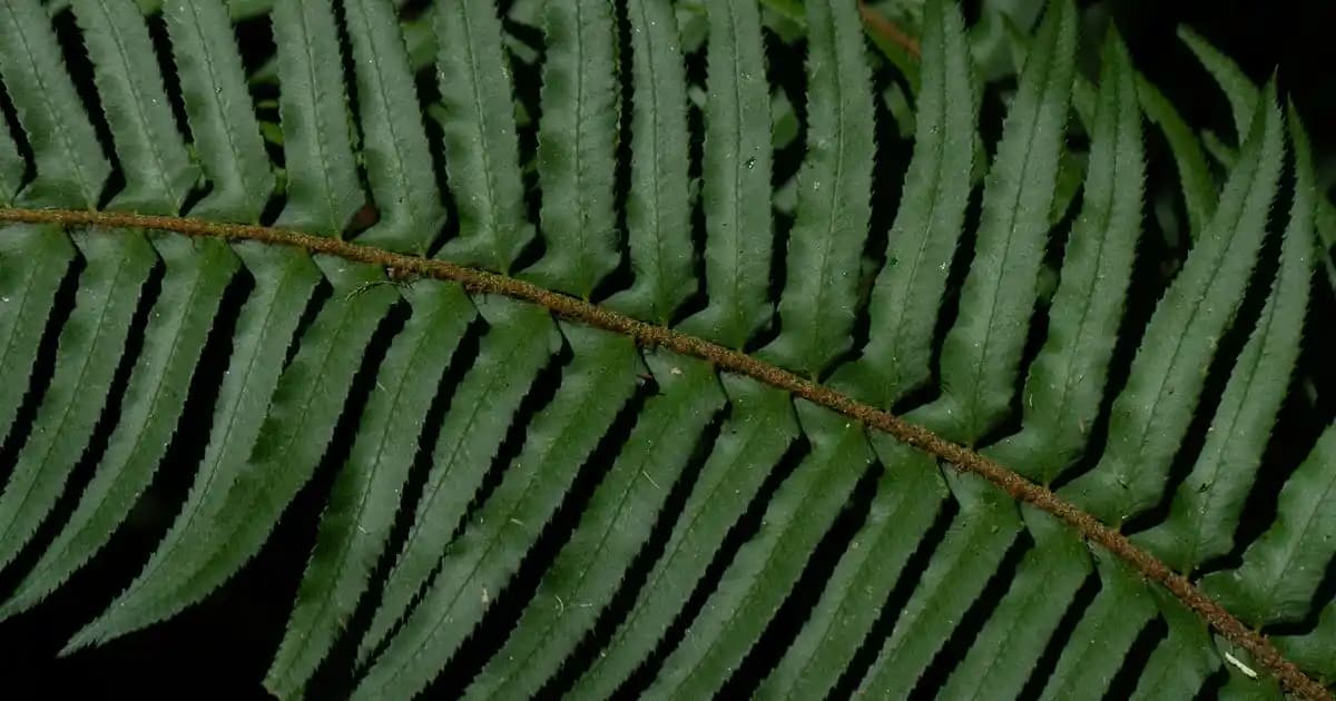 Maleik Asidin Kozmetikteki Rolü ve Cilt Bakımındaki Faydaları