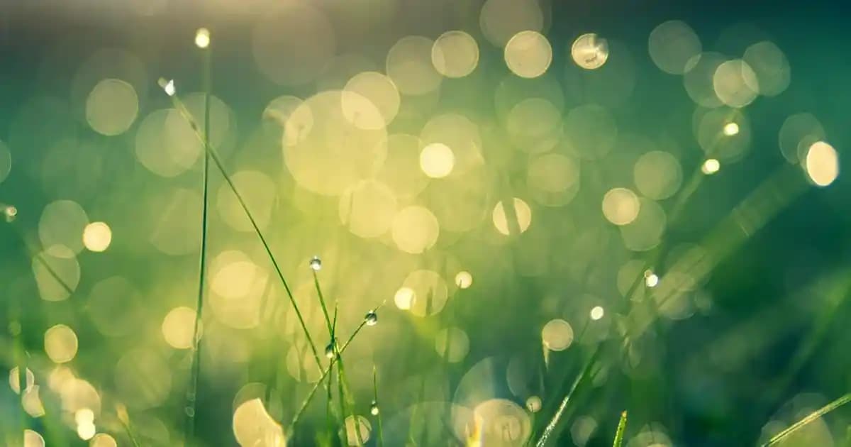 Omega Yağlarının Kozmetikteki Kullanımı ve Cilt Sağlığına Etkileri