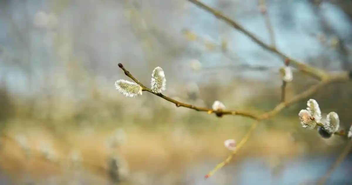 Postinflamatuar Hiperpigmentasyon ve Kozmetik Yaklaşımlarla Etkili Mücadele Yöntemleri