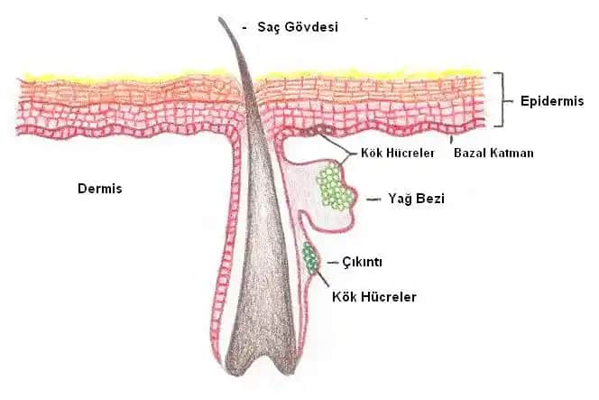 Saç Kökleri Nasıl Güçlendirilir ve Saç Sağlığını Koruma Yöntemleri