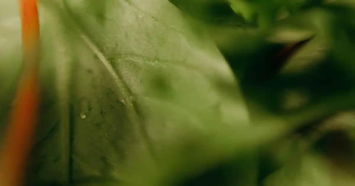 Saçı En Hızlı Uzatan Doğal Yağlar ve Kullanım İpuçları