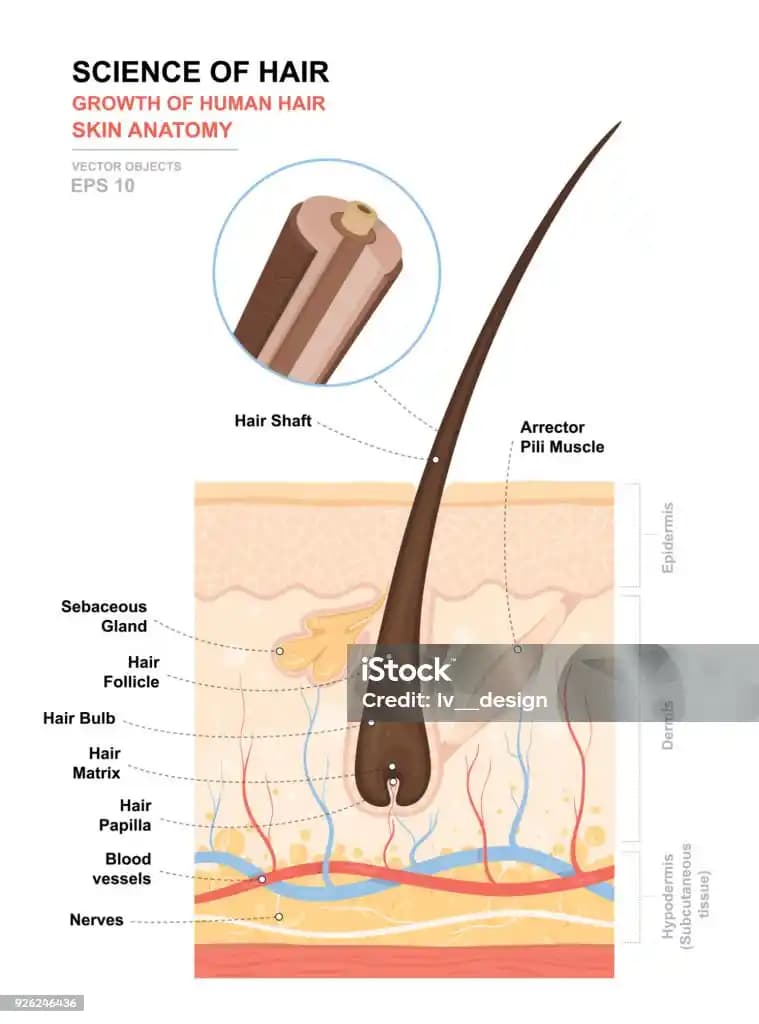 Saçın Yapısı ve Sağlıklı Saç Bakımı İpuçları