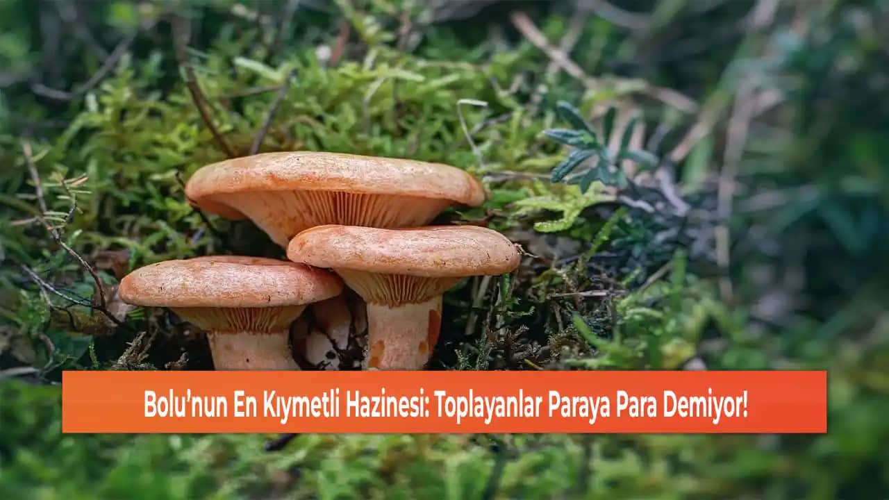 Stres Mantarı: Kozmetik Sektöründe Doğal ve Etkili Bir Cilt Bakım Çözümü