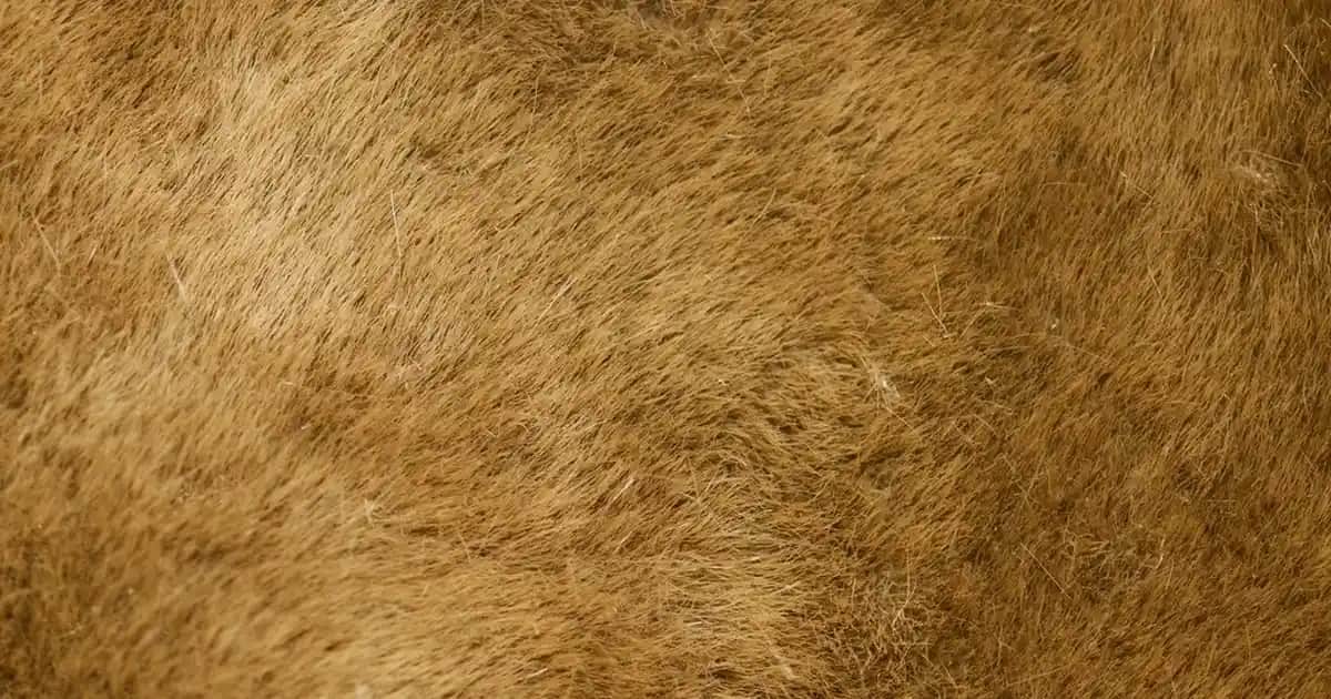 Sülfat ve Paraben İçermeyen Şampuanlar: Doğal Güzellik ve Saç Bakımında Yeni Trendler