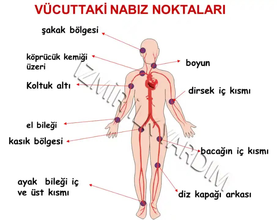 Vücutta Kabarmalar ve Cilt Sağlığı: Nedenleri, Çözüm Yolları ve Doğal Tedavi Yöntemleri