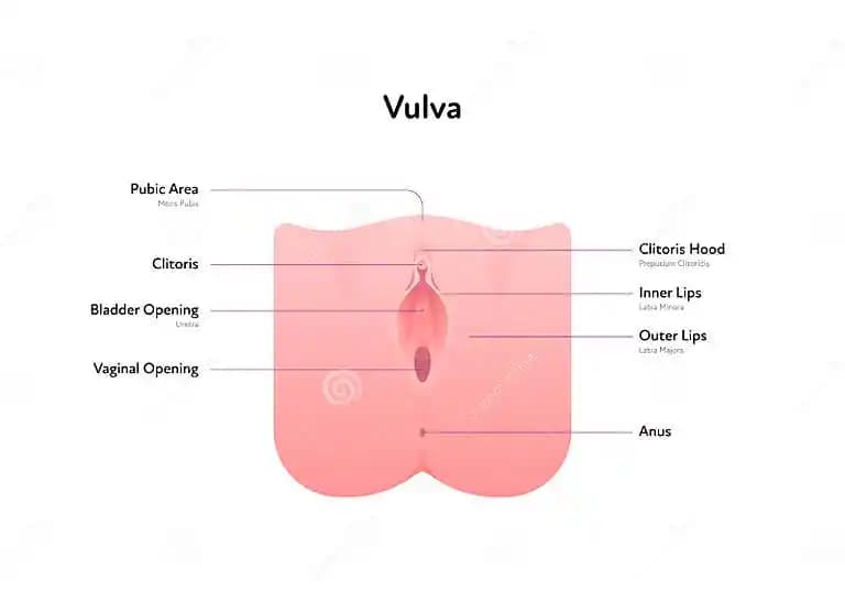 Vulva Renkleri ve Doğal Güzellik: Kadınların Kendine Özgü Özellikleri