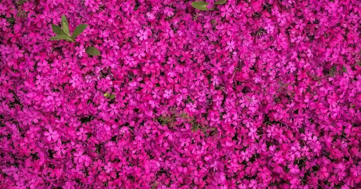 Yağlı Ciltler İçin En Uygun Yağlar ve Doğal Bakım Yöntemleri Hakkında Kapsamlı Rehber