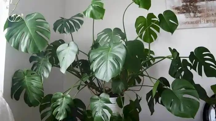 Yara İyileşmesine Yardımcı Doğal Bitkiler ve Kullanım Yöntemleri