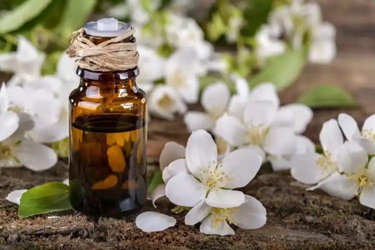 Yasemin Yağı Kullanım Alanları ve Kozmetikte Doğal Gücü Hakkında Bilgiler