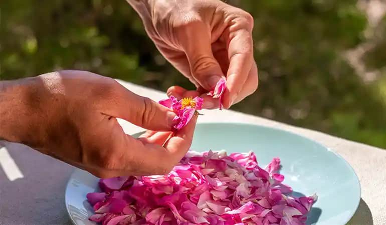 Zeytinyağı ve Gül Yağı Nasıl Yapılır? Doğal Güzellik İçin Bir Rehber