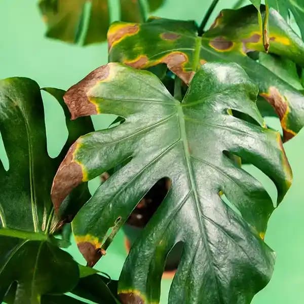 Göz Lekeleri ve Kozmetik Bakım: Hassas Göz Çevresi İçin Etkili Çözümler ve Koruma