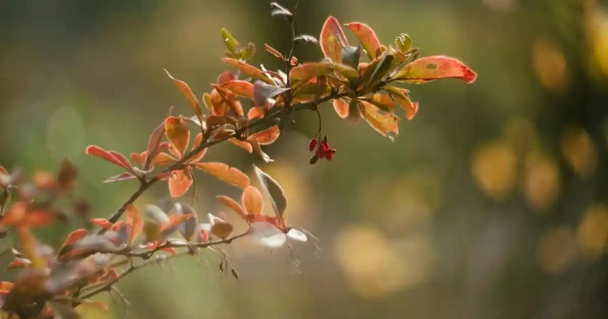 ISANA Nemlendirici Ürünleri: Mevcut Bilgilerle Cilt Bakımında Değerlendirme
