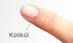 Kütikül Nedir ve Tırnak Sağlığında Kütikül Bakımının Önemi