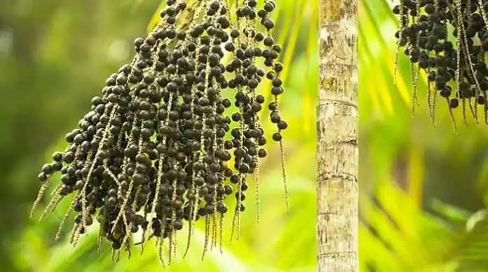 Acai Üzümünün Kozmetik Sektöründeki Yeri ve Cilt Güzelliğine Katkıları