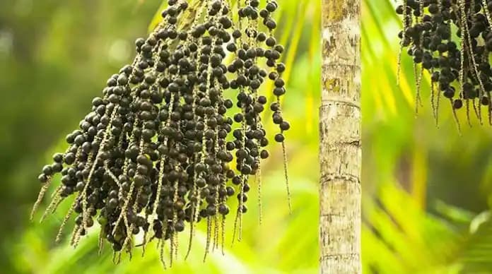 Acai Üzümünün Kozmetik Sektöründeki Yeri ve Cilt Güzelliğine Katkıları