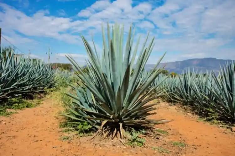 Agave Şurubu Sağlıklı Mı Kozmetik ve Beslenme Perspektifinden Detaylı İnceleme