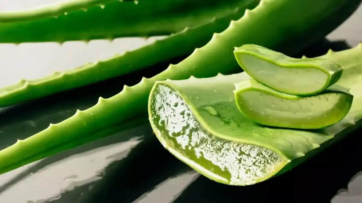 Aloe Vera Bitkisi İçin En Uygun Konum ve Bakım İpuçları