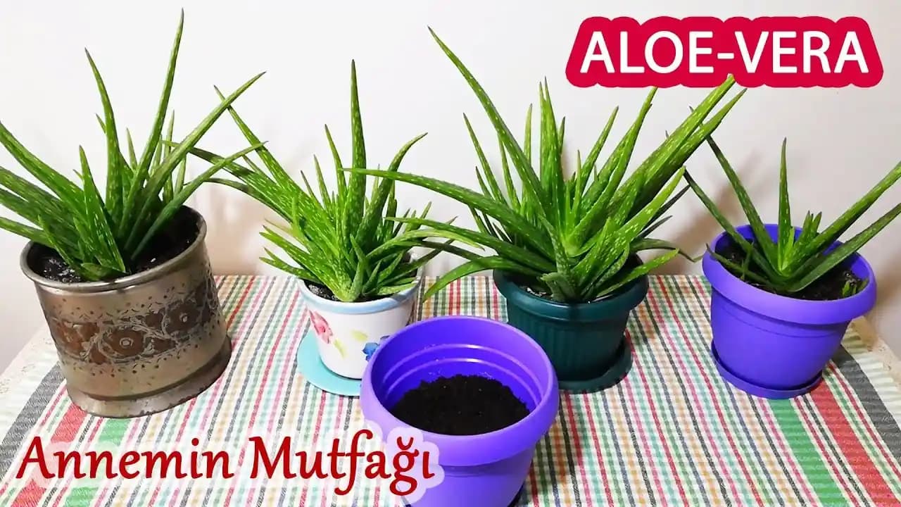 Aloe Vera Bitkisinin Özellikleri, Bakımı ve Kozmetikteki Faydaları