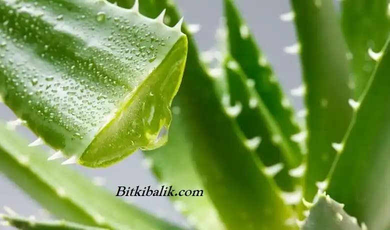 Aloe Vera Bitkisinin Yüze Faydaları ve Doğal Cilt Bakımında Kullanım Yöntemleri