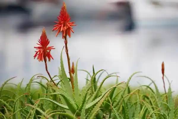 Aloe Vera Çiçeği: Doğal Güzellik ve Sağlık İçin Güçlü Bir Kaynak
