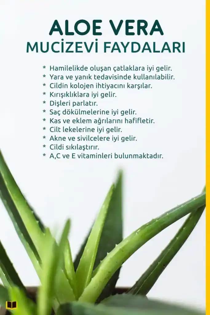 Aloe Vera Çiçeği Kullanımı ve Faydaları: Güzellik ve Sağlık İçin Doğal Çözüm