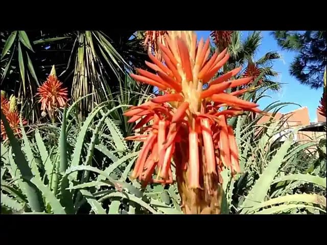 Aloe Vera Çiçek Açması Ne Anlama Gelir ve Bakım İpuçları