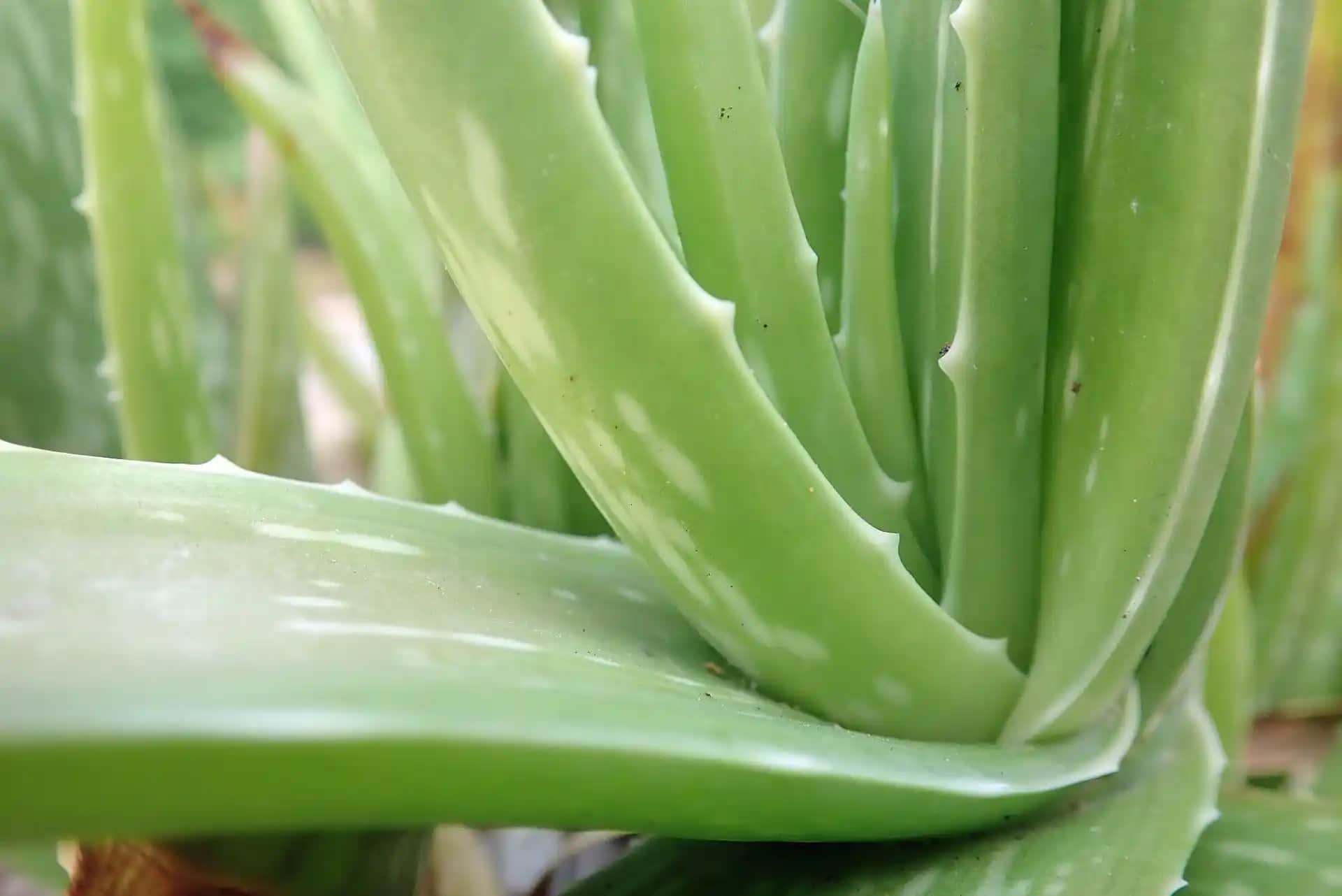 Aloe Vera ile Doğal Güzellik ve Cilt Bakımı İçin Pratik Tarifler ve Faydalar