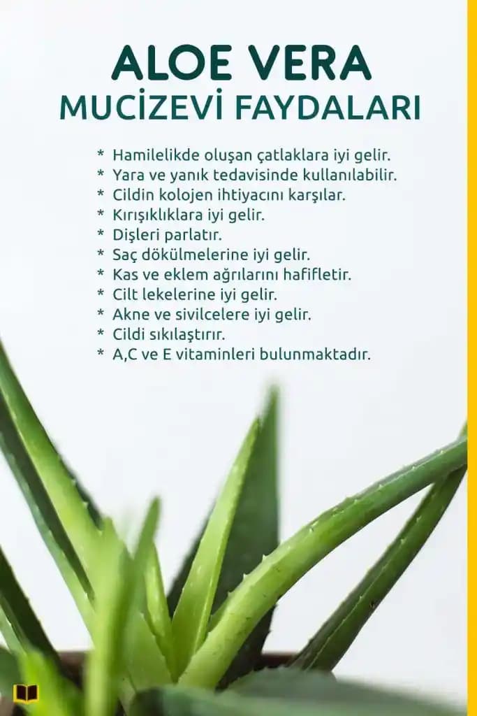 Aloe Vera: Kozmetik ve Sağlık Alanında Doğal Güzelliğin Sırrı